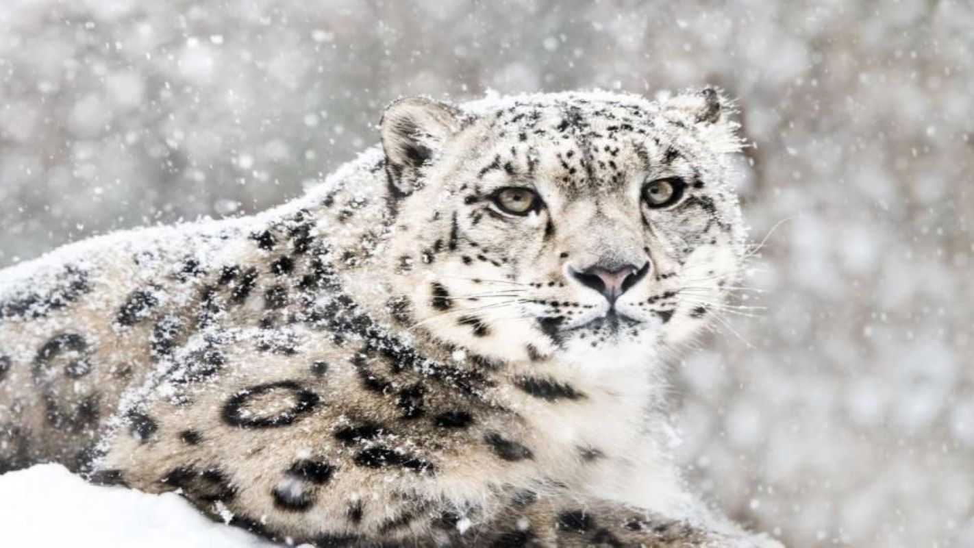 Lieutenant Governor of Ladakh approved the constitution of the Snow Leopard and High-Altitude Nature (SHAN) Conservation Society